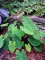 Colocasia Esculenta Purple