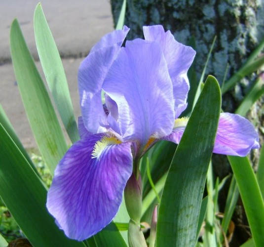 Iris Germanica Azul - 5 sementes